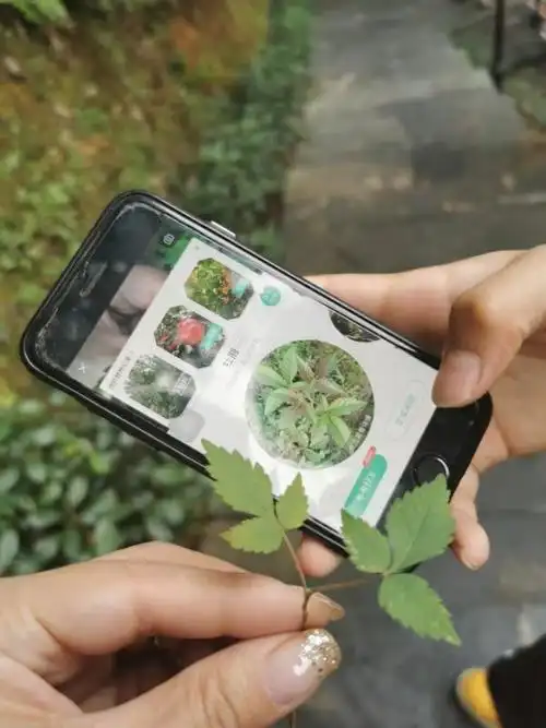 利用手机里的形色软件,遇见不认识的植物,我们可以用它来扫一扫