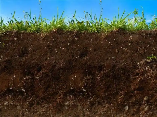 土壤有机质到底有多重要?_植物