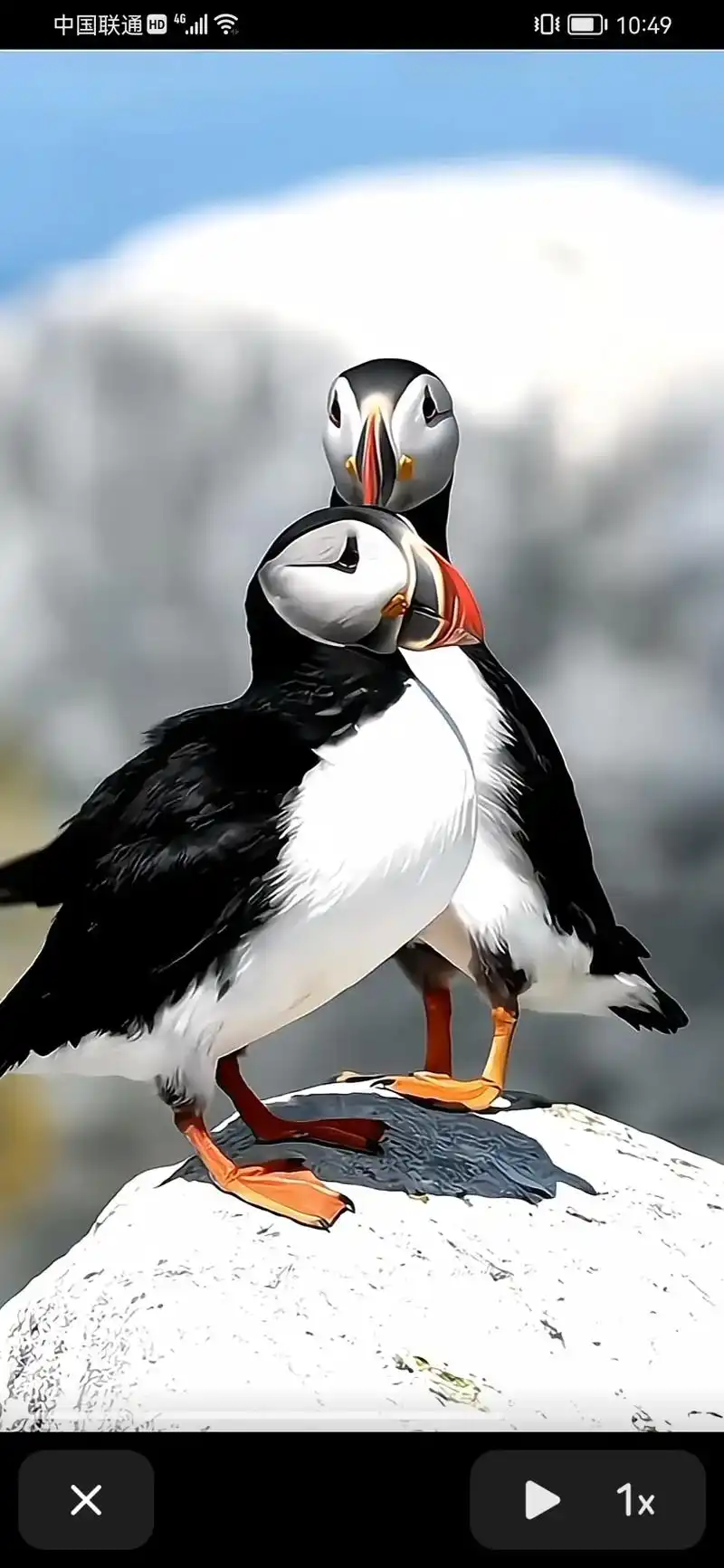 生鸟类摄影#神.展开 604 我 超呆萌可爱的海鹦#野  - 抖音