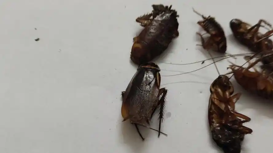 给你们看看广州蟑螂有多大,拿火机烧了一下还挺好闻