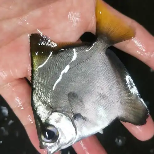 黄鳍鲳观赏鱼蝙蝠活体珊瑚神仙海水淡化群游大眼鱼