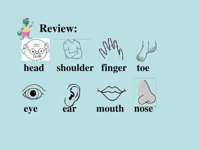 三年级英语上册《lesson 14 my body》课件1 (新版)冀教版ppt