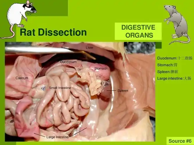 大鼠解剖图谱—中英文ppt