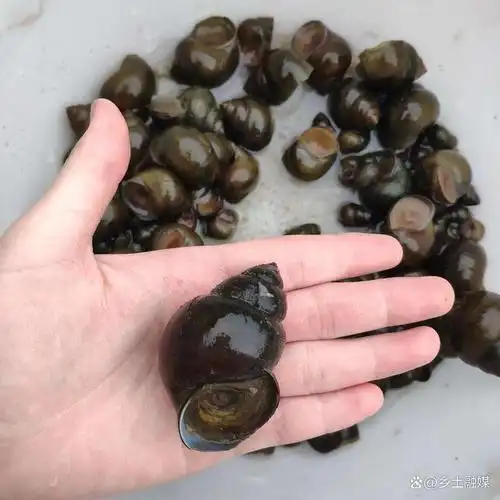 但是由于一些特殊的原因,福寿螺已经被认定为一种不适宜食用的食材