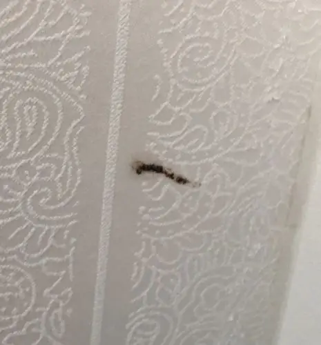 这是什么昆虫动物留下来的粪便