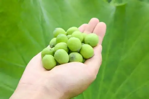 手里拿着莲子 莲子