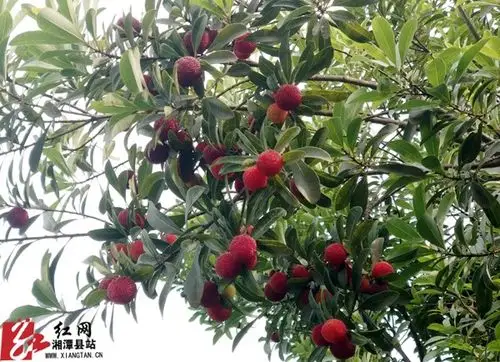 谭家山的乌梅熟了 甜了游客富了乡亲