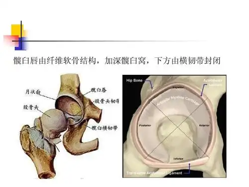 髋臼唇由纤维软骨结构,加深髋臼窝,下方由横韧带封闭