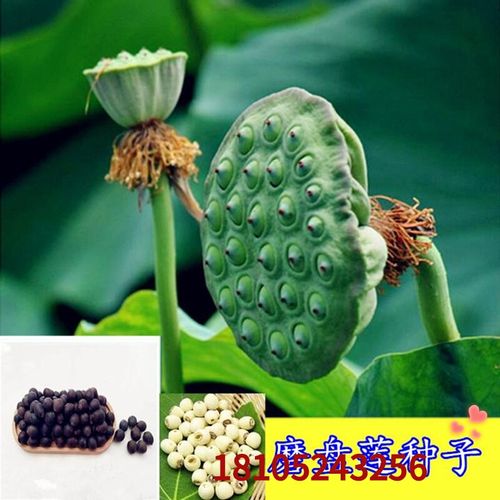 以琛大型荷花籽水果味磨盘莲种子高产莲子花多莲蓬大泥田产藕莲花种子