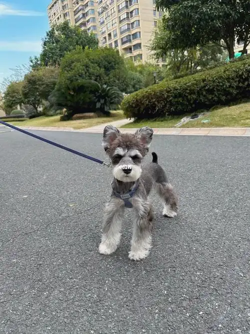 雪纳瑞像只变色龙