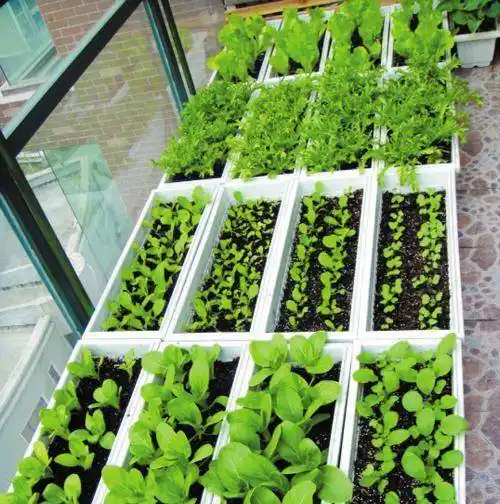 这是我见过最齐全的阳台种菜方法亲自试验果然太实用了