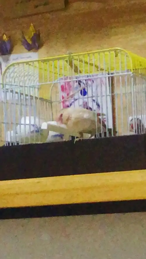 试试能不能改成这个