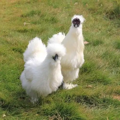 纯种泰和乌鸡苗白凤乌鸡活体乌鸡小鸡乌骨鸡月子鸡白乌鸡活体成年鸡仔