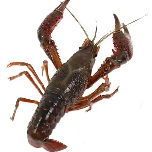 小龙虾5斤装234钱鲜活活活新鲜装小小号活体淡水活虾