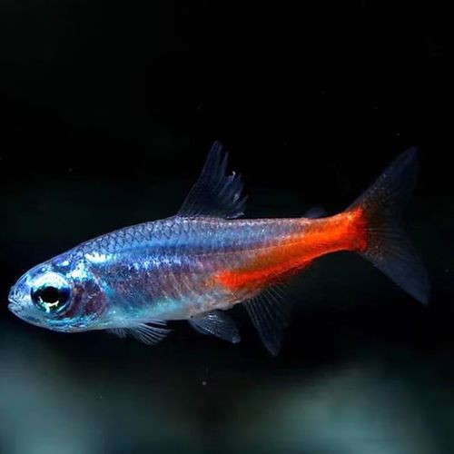 richer)宝莲灯鱼活体灯科鱼热带鱼观赏鱼淡水鱼小型鱼群游红绿灯鱼