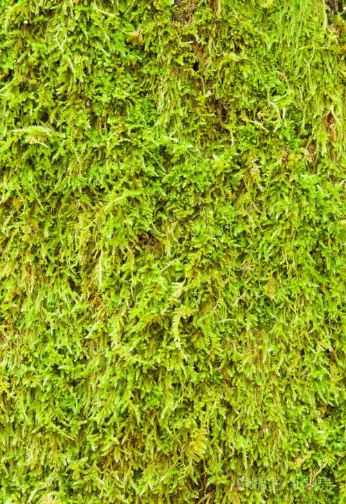 绿色的苔藓纹理