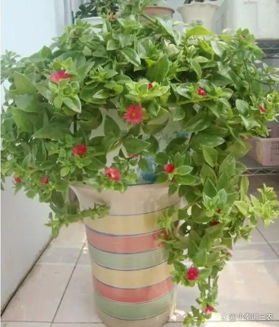 牡丹吊兰怎么养爆盆?1阳光2修剪3上肥,蹭蹭长不停,养成瀑布