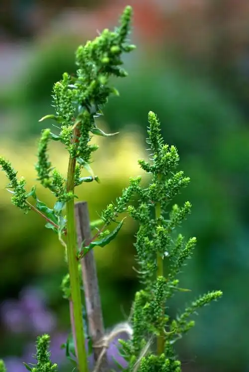 甜菜根和它的近缘植物都是从野生甜菜(beta maritima)改良而成,是一种