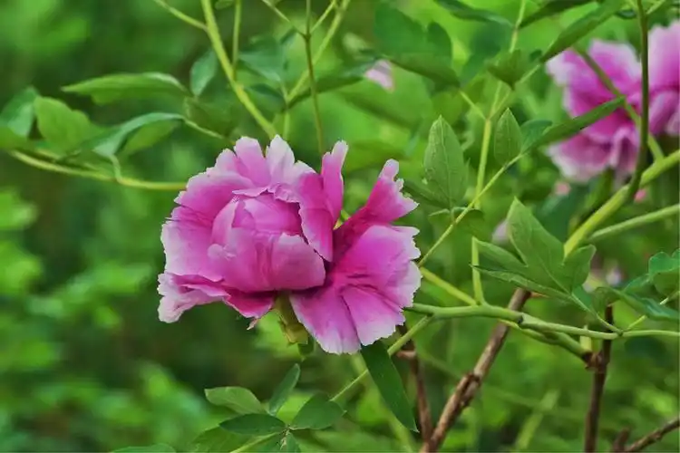 四月牡丹花正艳