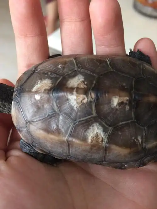 草龟背上这样是不是有什么问题?