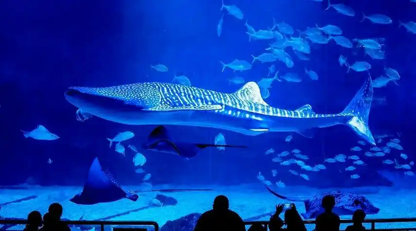 去蓬莱海底世界和海昌鲸鲨馆,和可爱的海洋朋友亲密接触不然他们会