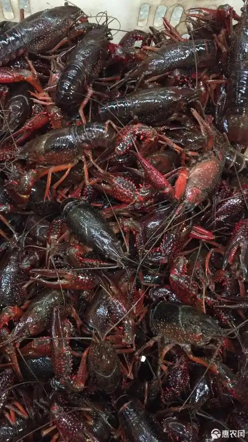 潜江小龙虾 大青6.2-9.4钱