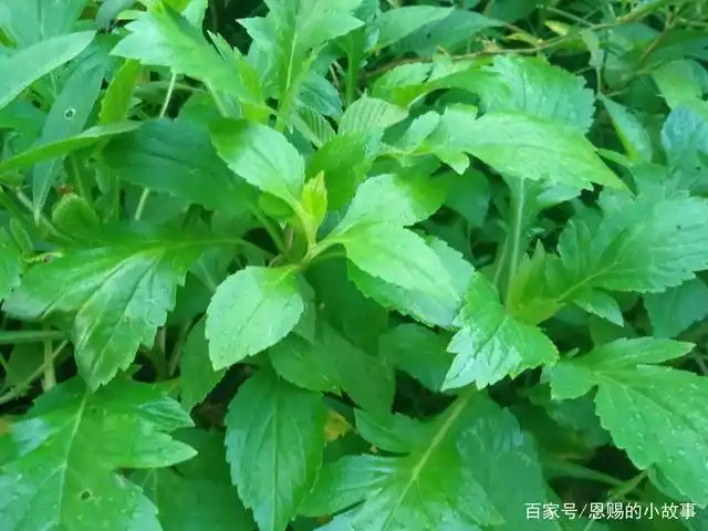 苦斋消炎解暑的美食