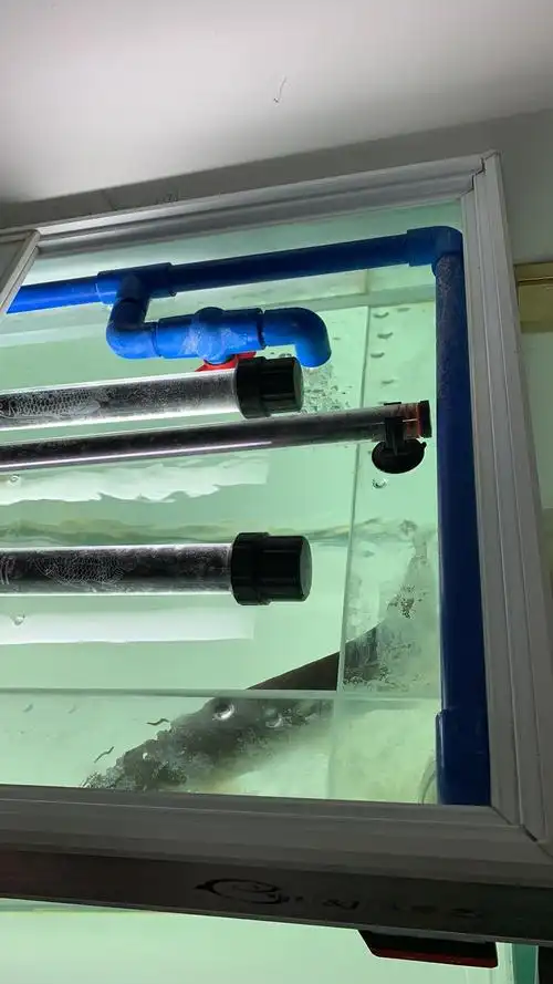 《浅谈鱼缸内的水循环》