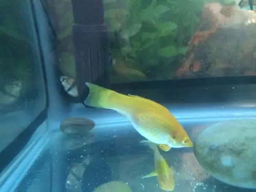 金玛丽怀孕特征是什么?