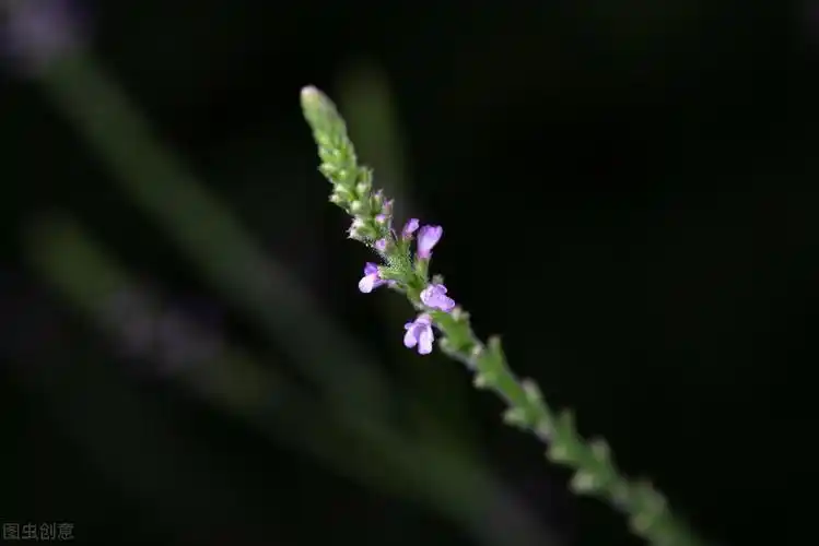 马鞭草的功效与作用?消炎止痛,舒缓神经