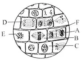 用显微镜观察洋葱根尖细胞有丝分裂,绘出示意图,据右图回答问题(a～e