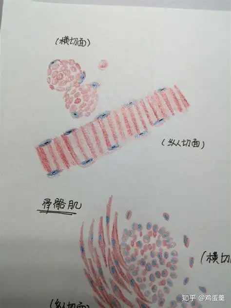 请问平滑肌红蓝铅笔手绘图怎么画? - 知乎