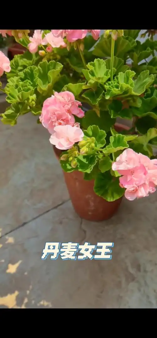 天竺葵—丹麦女王