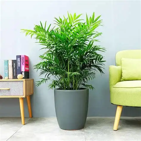 袖珍椰子|富贵椰子|观叶植物|室内盆栽|吸甲醛净化空气|大型绿植花卉