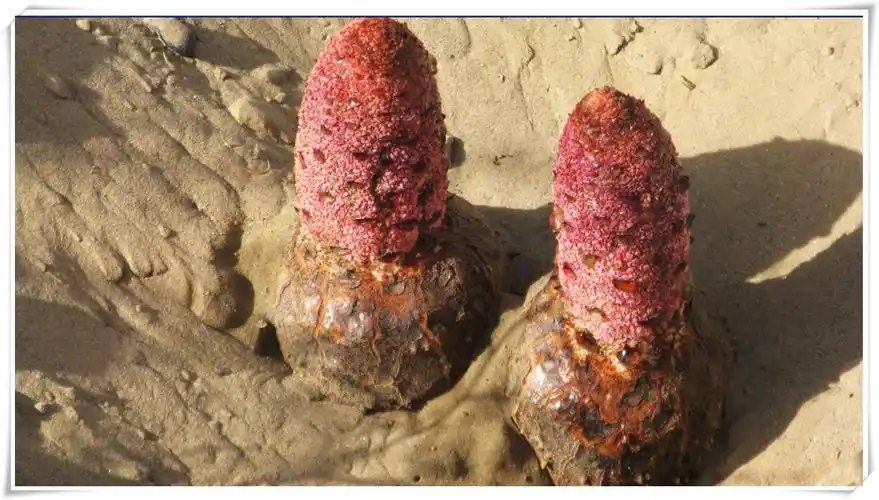 锁阳有什么_青海锁阳怎么吃_锁阳