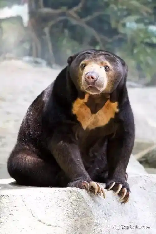 动物世界马来熊