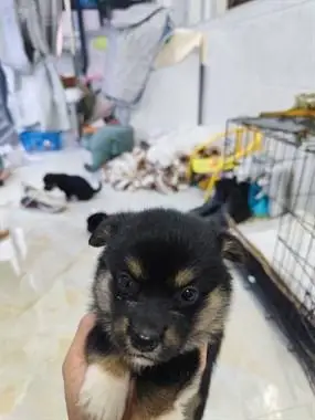 【转卖】柯基土狗串串领养