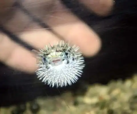 日本网友分享出萌爆了的河豚宝宝,超可爱表情萌到你以后再也不忍心被