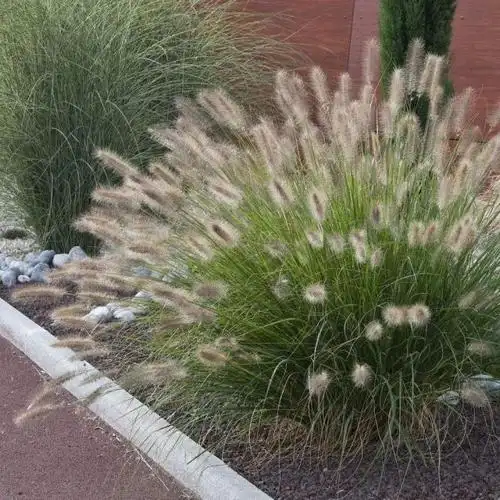 狼尾草,生命力像狼一样顽强,随处都可以生存