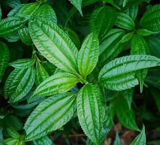 p>大叶冷水花(学名: i>pilea martinii /i> (levl.) hand.-mazz.