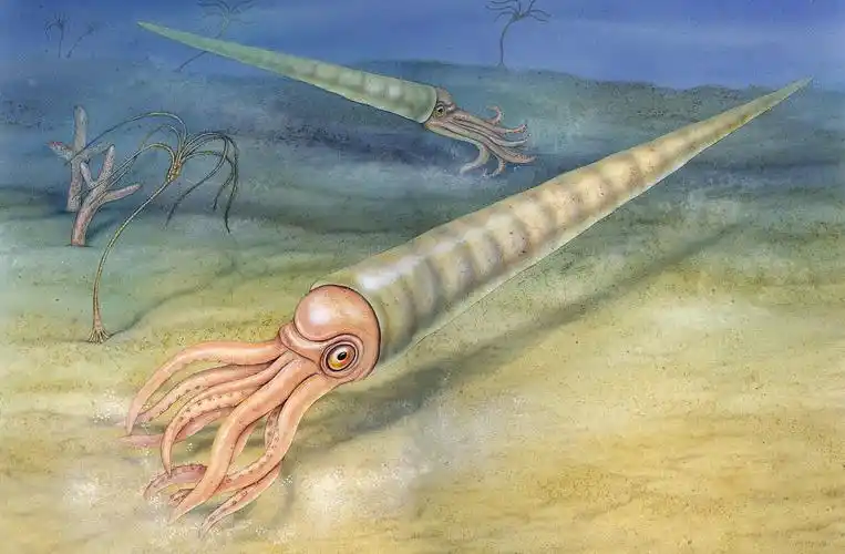 直壳鹦鹉螺 (其他生物相关)