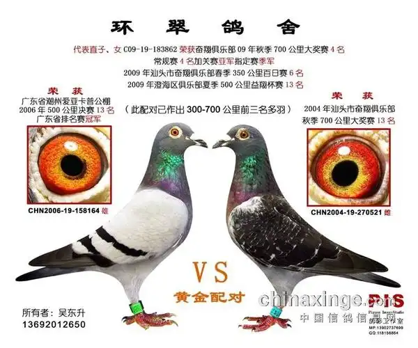 黄金配对眼砂对照图