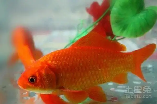 红鲫鱼怎么养红鲫鱼的养殖对风水的影响