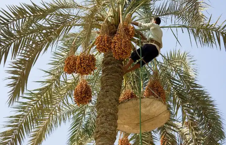椰枣树种植技术 椰枣树价格