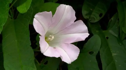 看看风景 夏季的里山