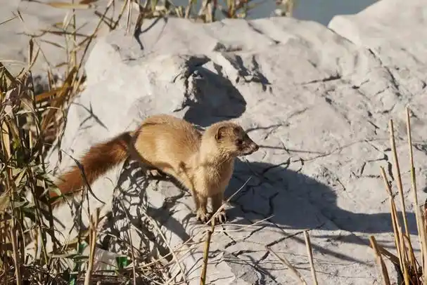 黄鼠狼拜月(黄鼠狼真有那么邪乎吗)-宅配通娱网