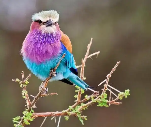 盘点10种美丽的鸟类,它们都以自己独特的羽毛而闻名