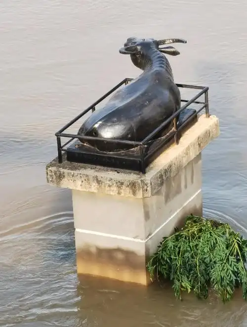 周口小铁牛迎来2000年以来最大洪峰!愿平安!