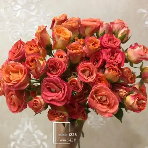 爱丽丝泡泡61多头玫瑰