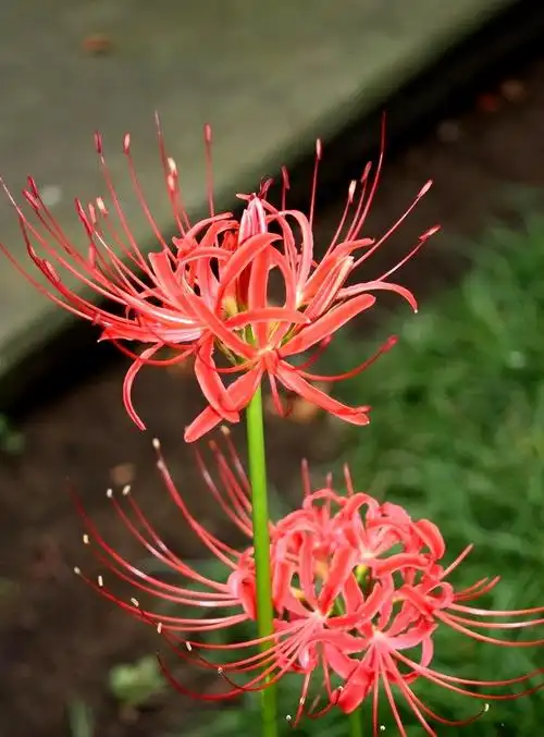 "冥界四花"是指哪4种?大部分人认识3种,第4种也叫死亡之花